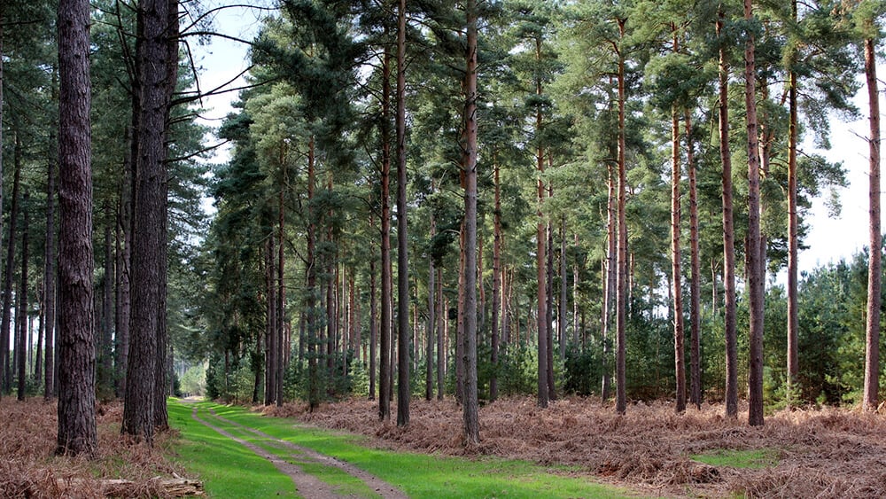 spring nature walks: Thetford Forest, Norfolk in spring by The Hedge Druid